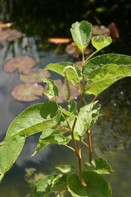 FH_VP_3929(Saururnus cernuus).jpg - Saururus cernuus - Leidse plantje